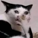 catcrisis