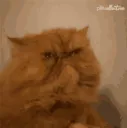 angrycat angrycat
