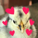 Chicken_Luv