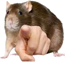 ratpoint