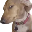capdawg