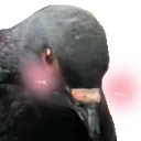 pigeon_flushed