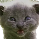 catsmile