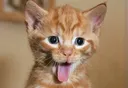 cattykit