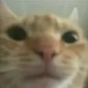 catjpg