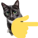 pointingrightcat