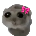 hamster2 hamster2