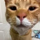 boop