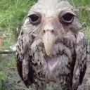 soppingcreaturebruh