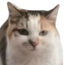 eeperstare eeperstare