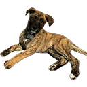 Griffin Griffin