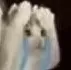 cat_augh cat_augh