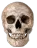 Skull4K Skull4K