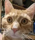 shockCat