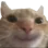 cathappy