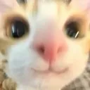 meowSmile meowSmile