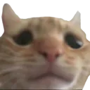 4cat_sad Discord Emoji