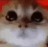 gatitoenojao Discord emoji