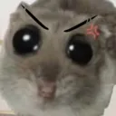 angryhampter