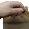 catpat
