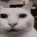 TheCat TheCat