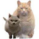 emoji_41
