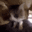 gatitoansioso Discord emoji