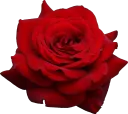 rose_PNG658
