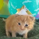 keetobabies