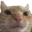 Cat Cat