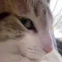 bombasticsideeye
