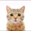 catstare