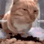 ermm