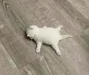 splapt