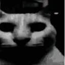 catDespair