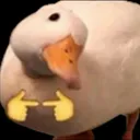duck_shy duck_shy