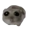 SadHamster SadHamster