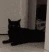 catslide