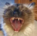ZoeAngry