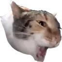mschesspogg