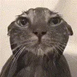 annytfWetCat annytfWetCat
