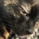 BellaSideEye