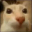 catnose