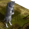 8120halalcat