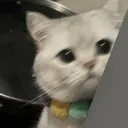 Catpeekaboo Discord Emoji