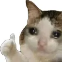 8171sadcat