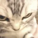 AngyKitty