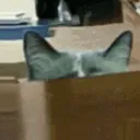 catpeek