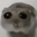 sad_hamster