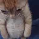 MinervaBellyBoi